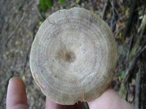 Manche Pilze weisen auf der Hutoberfläche markannte Merkmales wie Schuppen, Flocken, Bereifung oder auch eine Zonierung auf. Letzteres ist typisch für den Brennreizker (Lactarius pyrogalus) der unter Hainbuchen zu finden ist. Da er weißen Milchsaft besitzt ist allerdings der Begriff Reizker unangebracht, den als Reizker bezeichnet man in der Regel die rotmilchenden Lactarius - Arten.