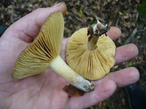 Der Rauchfarbene Milchling (Lactarius azonites) besitzt einen Milchsaft der an verletzten Pilzstellen beginnt zu röten, ohne das er zu den rotmilchenden Edel - Reizkern gehört.