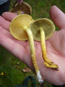 Verwunderung lösten diese Grünblättrigen Schwefelköpfe (Hypholoma fasciculare) aus. Die Lamellen des rechten Pilzes besitzen die typisch grünliche Färbung, der linke ist gelb ohne Grünanteile. Man geht hier von einer sterielen Form aus.