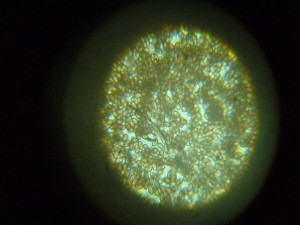 Und so schauen die Sporen unter dem Mikroskop aus. Je nach Art und Gattung können diese höchst unterschiedlich aussehen und auch die größe kann stark variieren.