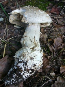 Der große und markannte Igel - Wulstling (Amanita solitaria) benötigt thermophile Kalkstandorte und ist in Deutschland sehr selten. Er richt sehr unangenehm und seine Lamellen können einen grünlichen Schimmer aufweisen. Giftverdächtig. Rote Liste 2 = stark gefährdet!