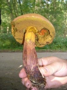 Am kalkhaltigen Wegesrand stand dieser Netzstielige Hexen - Röhrling (Boletus luridus).