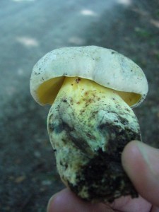 Und auch der seltene Wurzelnde Bitter - Röhrling (Boletus radicans ist hier zu hause. Bei dieser Pilzflora mit einem hohen Kalkgehalt im Boden kann hier auch mit relativ wertvollen Trüffeln gerchnet werden.