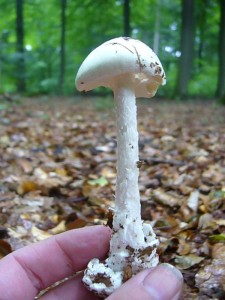 Am meisten freute ich mich heute aber über diesen recht seltenen und tödlich giftige Kegelhütigen Knollenblätterpilz (Amanita virosa).