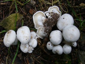 Mehrere Büschel dieser Weißen Raslinge (Lyophyllum conatum) standen mitten auf dem grasigen Waldweg. Der Pilz riecht nach Lerchensporn und steht im Verdacht die Erbanlagen zu verändern und Krebs zu erregen.