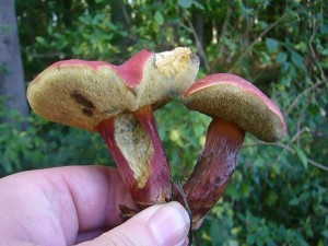 Der Blutrote Röhrling (Xerocomus rubellus) ist ein wahrer Hingucker. Er gehört zu den Filzröhrlingen, die heute recht häufig zu finden waren. Trotz der roten Färbung, ist er natürlich essbar und darf in den Sammelkorb gelegt werden. 08.09.2012 im Staatsforst Ivendorf.