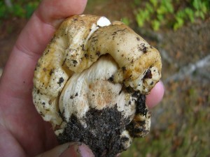 Dieses knollige Gebilde ist weder ein Konollenblätterpilz noch ein junger Steinpilz. Es ist ein in der Vegetation stecken gebliebener Stink - Täubling (Russula foetens).