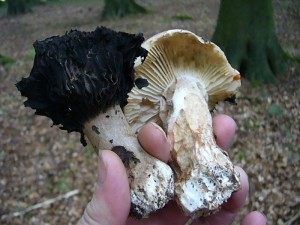 Die Metamorphose des Dickblättrigen Schwarz - Täublings (Russula nigricans).