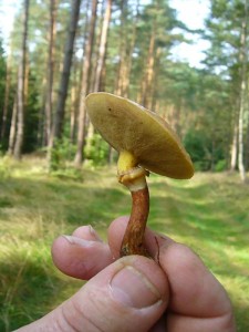 Und dann tauchte fast zum Schluss der erste Röhrling auf. Hier stehen Kiefern und Lärchen. Für diesen Schmierröhrling waren aber die Lärchen ausschlag gebend, den der Gold - Röhrling (Suillus grevillei) ist streng an die Lärche gebunden.