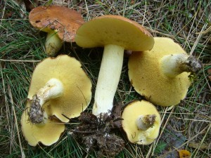 Goldröhrlinge und diese Körnchen - Röhrlinge (Suillus granulatus) waren aber ganz frisch erschienen und in bester Qualität! Standortfoto am 09.09.2012 in Weberin.