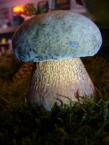 Dieses markelose Netzstielige Hexen - Röhrling (Boletus luridus) wurde heute für unsere Pilzausstellung im "Steinpilz"