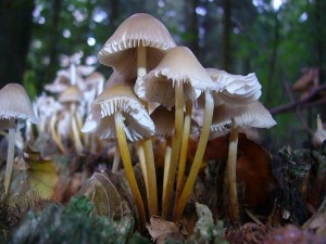 Das es nun mit großen Schritten in Richtung Herbst geht verdeutlichen diese Buntstieligen Helmling, die wir heute zahlreich auf einem alten Eichen - Stubben fanden. Es sind charakteristische Herbstpilze und sind am deutlichen Kontrast zwischen den Grauen Hüten und den Gelbbräunlichen Stielen sowie an ihrem schwachen, aber typisch arteigenem Geruch leicht zu erkennen. Keine Speisepilze. Standortfoto am 12.09.2012 im Radebachtal.