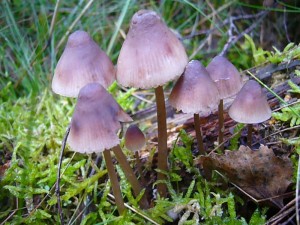 Aus einem morschen Baumstumpf wachsen diese Bluthelmlinge (Mycena haematopus) heraus. Standortfoto. 