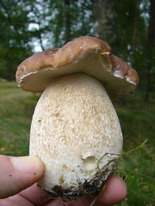 Und dann der erste Steinpilz (Boletus edulis) in Top - Qualität. Weitere sollten folgen.