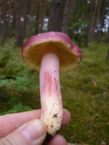 Natürlich ist hier auch die häufige Säufernase (Russula sardonia) zu hause. Einer der schärfsten, aber auch schönsten Täublinge.