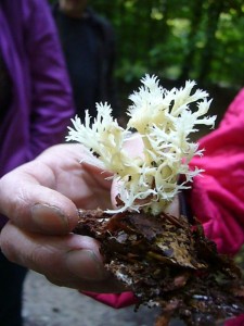 Ein filigranes Gebilde ist die häufige Kammkoralle (Clavulina cristata). Sie ist minderwertig und kann im Wald bleiben.
