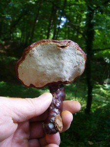 Ein Super - Fund war dieser Glänzende Lackporling (Ganoderma lucidum). Er zählt zu den wertvollsten Pilzen in der asiatischen Naturheilkunde.