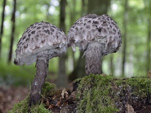 So schickte mir Andreas Okrent dieses atemberaubend schöne Foto von Strubbelköpfen ( Strobilomyces strobilaceus), dass er vor wenigen Tagen im Haushalt Forst machte. Ansonsten soll der Wald tot gewesen sein. Da es hier in der letzten Zeit auch stärker gregnet hat, könnte es aber auch hier in Kürze nochmals besser werden.