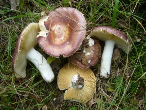 An einer Waldkannte am Woseriner See fand ich diese wunderbaren Braunen Leder - Täublinge (Russulla integra). Sie wachsen unter Kiefern und sind gute Speisepilze. Standortfoto am 26.09.2012.