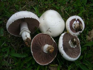 Die angrenzende Trockenrasenfläche war übersätt mit Pilzen. Dabei fielen besonders zahlreiche weiße Punkte ins Auge, die sich als die seltenen Gedrungenen Champignons (Agaricus spissicaulis) erwiesen. Es waren aber auch viele Acker - Schirmpilze unter den weißen Punkten auf der Wiese. Standortfoto.