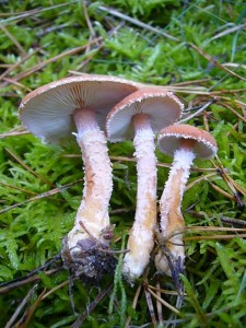 Wunderschön und auch nicht alltäglich zu finden sind diese Zinnoberroten Körnchenschirmlinge (Cystaderma terrei). Sie standen im feuchten Kiefernwald der Dobbertiner Seenlandschaft. Rote Liste 3 = gefährdet. Standortfoto.