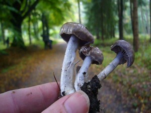 Wenige Meter danneben diese Schleierlinge, wahrscheinlich aus der Gruppe um Cortinarius anomalus. 