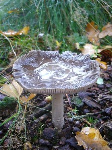 Wunderschön glänzt dieser Scheidenstreifling (Amanita specc.) im Regen unter einer alten Eiche.