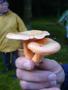 Am Rand einer Fichten - Monokultur wuchsen einige frische Fichten - Reizker (Lactarius deterrimus). Sie schmecken zwar zart bitterlich, gehören aber trotzdem zu den schmackhaften, rotmilchenden Edel - Reizkern.