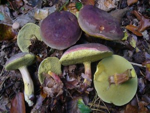 Derbe Rotfüßchen (Xerocomus pruinatus) gibt es zur Zeit in Buchenwäldern in großen Mengen. Sie sind qualitativ wesentlich besser als das normele Rotfüßchen der Sommermonate. Während der Madenbefall auch hier sehr gering ist, werden viele aber wieder vom Goldschimmel befallen. Standortfoto am 09.10.2012 im Sültener Forst.