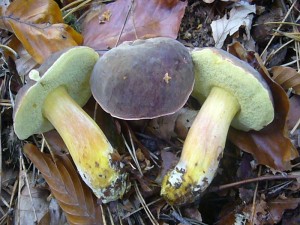 Das Derbe Rotfüßchen (Xerocomus pruinatus) war der Pilz des Monats und der mit abstand häufigste Röhrling der diesjährigen, kurzen Hochsaison im Oktober. Sobald im Wald eine Buche auftauchte, war prommt auch dieser Pilz zu finden. Guter Speisepilz. 