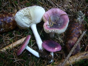 Unter den Fichten wuchsen hier auch diese scharf schmeckenden und damit ungenießbaren Wechselfarbigen Spei - Täublinge (Russula fragilis). Speitäublinge sind klein bis mittelgross, fast reinweiß gefärbte Stiele und Lamellen und sind oft sehr brüchig und schmecken brennend scharf, zum Speien!. Standortfoto im Lankower Holz am 27.10.2012.