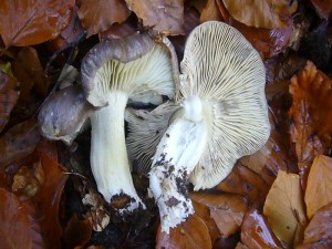 Zunächst war ich mit Jochen im Haushalt Forst. Hier gab es noch sehr viele unterschiedliche Pilze. Unter anderem auch diese Scheepilze (Tricholoma portentosum), über die ich mich sehr freute, passen sie doch wunderbar zum Thema des Fersehbeitrages. Sehr guter Speisepilz.