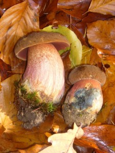 Neben vereinzelten Steinpilzen kamen auch ganz frische Flockenstielige Hexen - Röhrlinge (Boletus erythropus). Sicher ein Ergebnis der Oktober - Wärme. Leckerer Speisepilz, aber roh giftig!