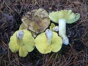 Beim Ernten der Frostschnecklinge in Sternberg fanden wir auch diese wunderbaren Grünlinge (Tricholoma equestre9. Leider sollen sie seit einiger Zeit gemieden werden, da ihnen bei übermässigen Genuss eine Muskelschädigung angelastet wird. Standortfoto 31.10. 2010.