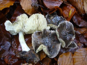 Diese Schneepilze oder auch Schwarzfaserigen Ritterlinge (Tricholoma portentosum) fotografierte ich am 09.11.2012 im Deichelseegebiet am Standort unter Buchen. Der Pilz liebt sandigen Untergrund und kann auch unter Fichten und Kiefern, hier dann gemeinsamm mit Grünlingen und Frost - Schnecklingen auftreten. Dem wohlschmeckenden Speisepilz sollte die Huthaut entfernt werden.