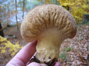 Hier waren wir uns ob seiner Größe zunächst nicht einig. Beutel oder Flaschen - Stäubling? Es ist aber nur ein überdimensionirter Flaschen - Stäubling, worauf besonders seine groben Grieskörnchen auf der Oberfläche hinweisen. Jung essbar, dieser ist aber schon zu reif.