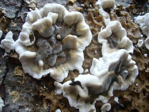 Auch einige alte, umgestürtzte Buchen waren von zahlreichen Pilzen besiedelt. Hier entwickeln sich gerade ganz frisch Angebrannte Rauchporlinge (Bjerkandera adusta).