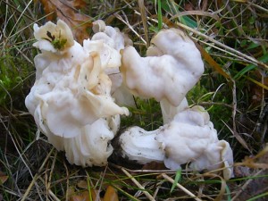 Auch eine größere Anzahl von frischen Herbstlorcheln (Helvella crispa) standen an diesem Weg. Eigentlich müßte sie eigentlich Krause - Lorchel heißen den crispa bedeutet kraus. Essbar. Standortfoto am Feld- und Wanderweg nach Karnin am 18.11.2012.