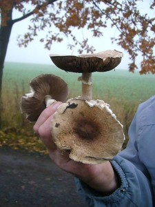 Eine Gruppe braunschuppiger Champignons am besagten Wanderweg konnte nicht eindeutig zugeordnet werden. Sie ähneln dem Waldchampignon, röten aber nicht. Auch der Stink - Champignon besitzt Ähnlichkeit.