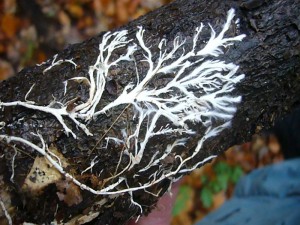 Auf der Unterseite eines alten Holzknüppels sucht sich ein Pilz eine neue Nahrungsquelle. Um welche Art es sich handelt, konnten wir natürlich nicht bestimmen, da keine Fruchtkörper vorhanden waren.