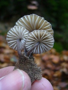 Es waren diese wunderschönen Weißmilchenden Helmlinge (Mycena galopus).