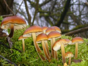 Gleich daneben eine alte, bemooste Weide mit frischen Samtfuß - Winterrüblingen, neben dem Austern - Seitling der wichtigste Speisepilz des bevorstehenden Winters. Die Pilze blieben natürlich stehen.