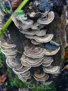 Die Schmetterlings - Tramete (Trametes versicolor) gehört zu den häufugsten und dekorativsten Porlinge. Wir verwenden sie auch für unsere Pilzgestecke.