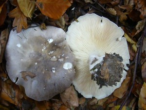 Hier und da sind neben überständigen Graukappen (Clitocybe nebularis) auch noch einige frische und festfleischige Exemplare dieses umstrittenen Speisepilzes zu finden.