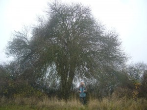 Um was für einen, laubenartigen Baum es sich hier handelt, konnten wir leider nicht ermitteln. Er stand am Wanderweg aus dem Warnowtal in Richtung Kritzow.