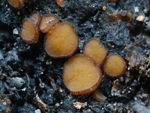 Brandstellen - Becherling (Anthracobia maurilabra) Er gehört einer Gruppe von Schlauchpilzen an, die auf alten Brandstellen erscheinen. Das Foto entstand auf unserem alljährlichen Vereinstreffen mit den Rehnaer Pilzfreunden im Deichelseegebiet bei Brüel. Das Foto uns sowohl die Bestimmung stammt von Torsten Richter. Kein Speisepilz.