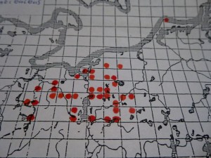 Agaricus abruptibulbus - Schiefknolliger Anis - Chamoignon