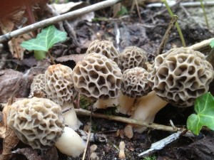 Wenn dann die Löwenzahnblüte einsetzt, können wir uns sicher auch wieder auf solche schönen Bilder freuen. Speisemorcheln (Morchella esculenta), wie sie schöner und frischer nicht sein können. In der Schweiz ist es nähmlich schon so weit, wie dieses Standortfoto von unserem Leser Stephan Kunath belegt. Vielen Dank in die Schweiz! Wir sind hoffnungsvoll!