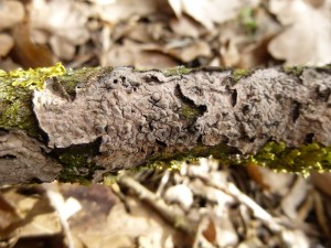 Ganzjährig und auch ziemlich häufig kann man an toten Eichenästen den Eichen - Zystidenrindenpilz (Peniophora quercina) finden. Dieses Foto entstand auf unserer Pilzwanderung am 06. April 2013 im Wald bei Flessenow.