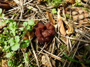 Die kleine Mini - Frühjahrslorchel (Gyromitra esculenta), die ich gestern im Jesendorfer Kiefernwald fand, habe ich natürlich stehen gelassen. Ich Denke aber, diese wichtige Arte wird in den nächsten Tagen ach bald unsere Dauerausstellung bereichern. Standortfoto am 17.04.2013.